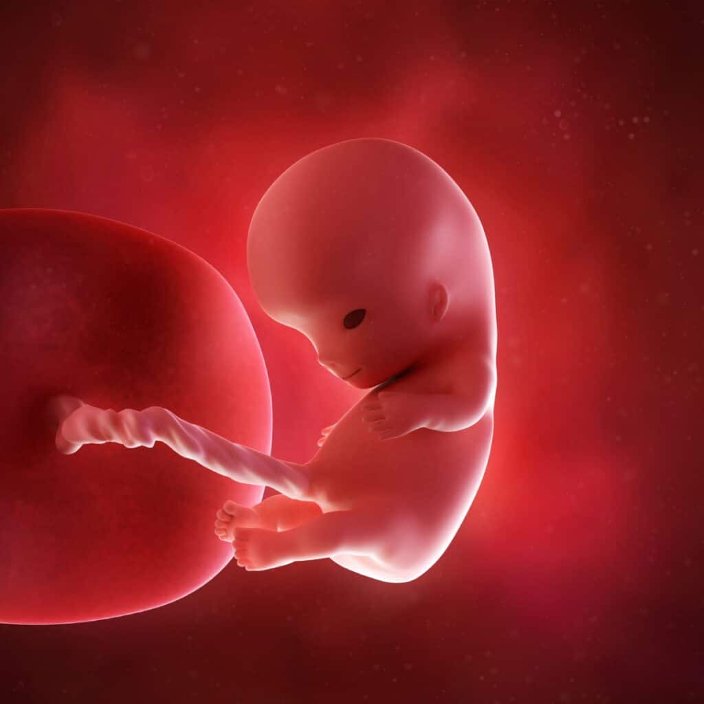 Schwangerschaftswoche 10 Fötus Embryo