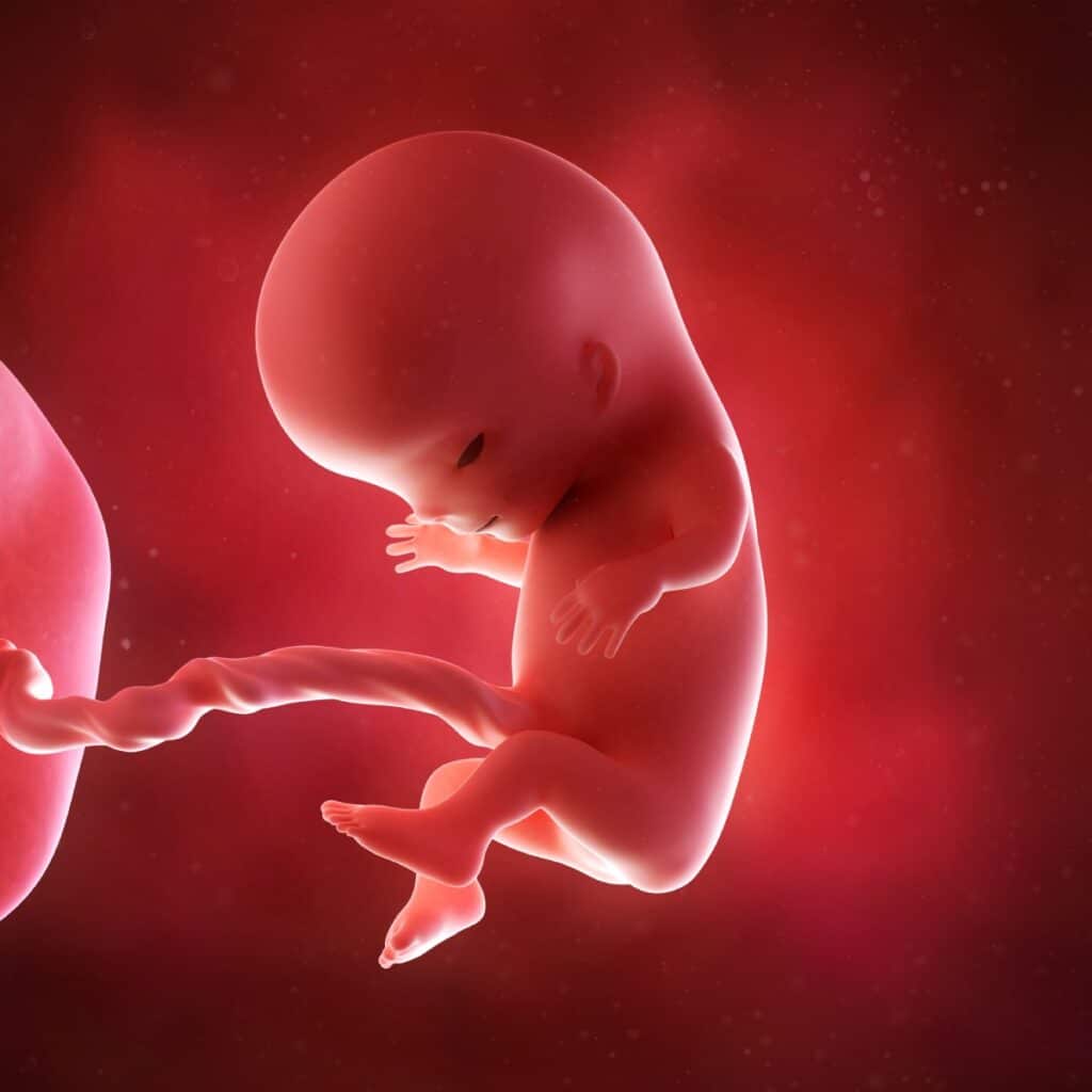 Schwangerschaftswoche 11 Fötus Embryo