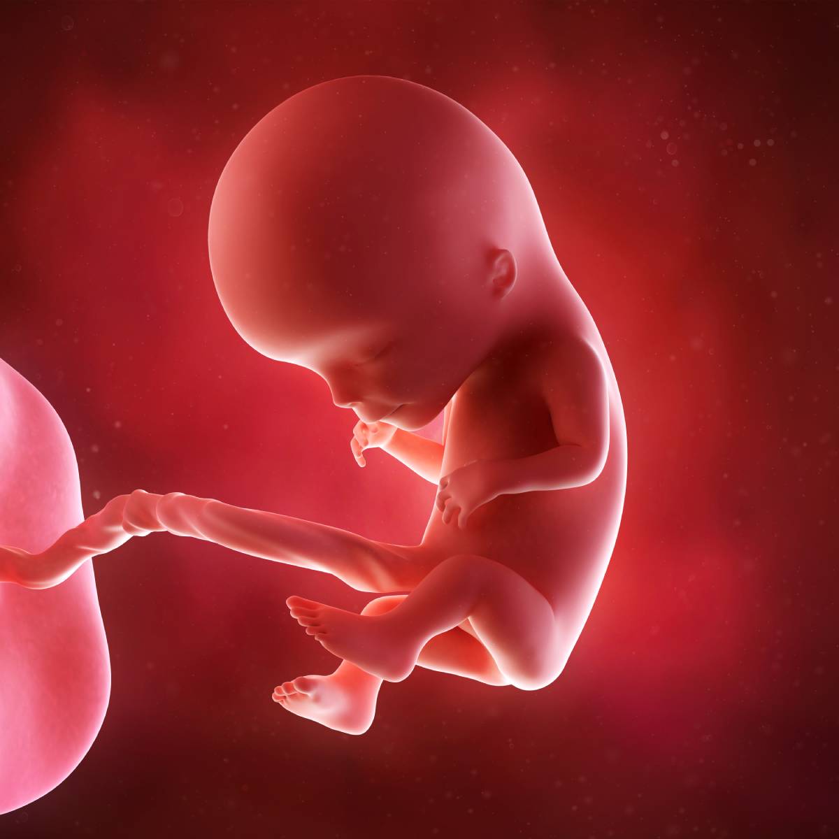 Schwangerschaftswoche 12 Fötus Embryo