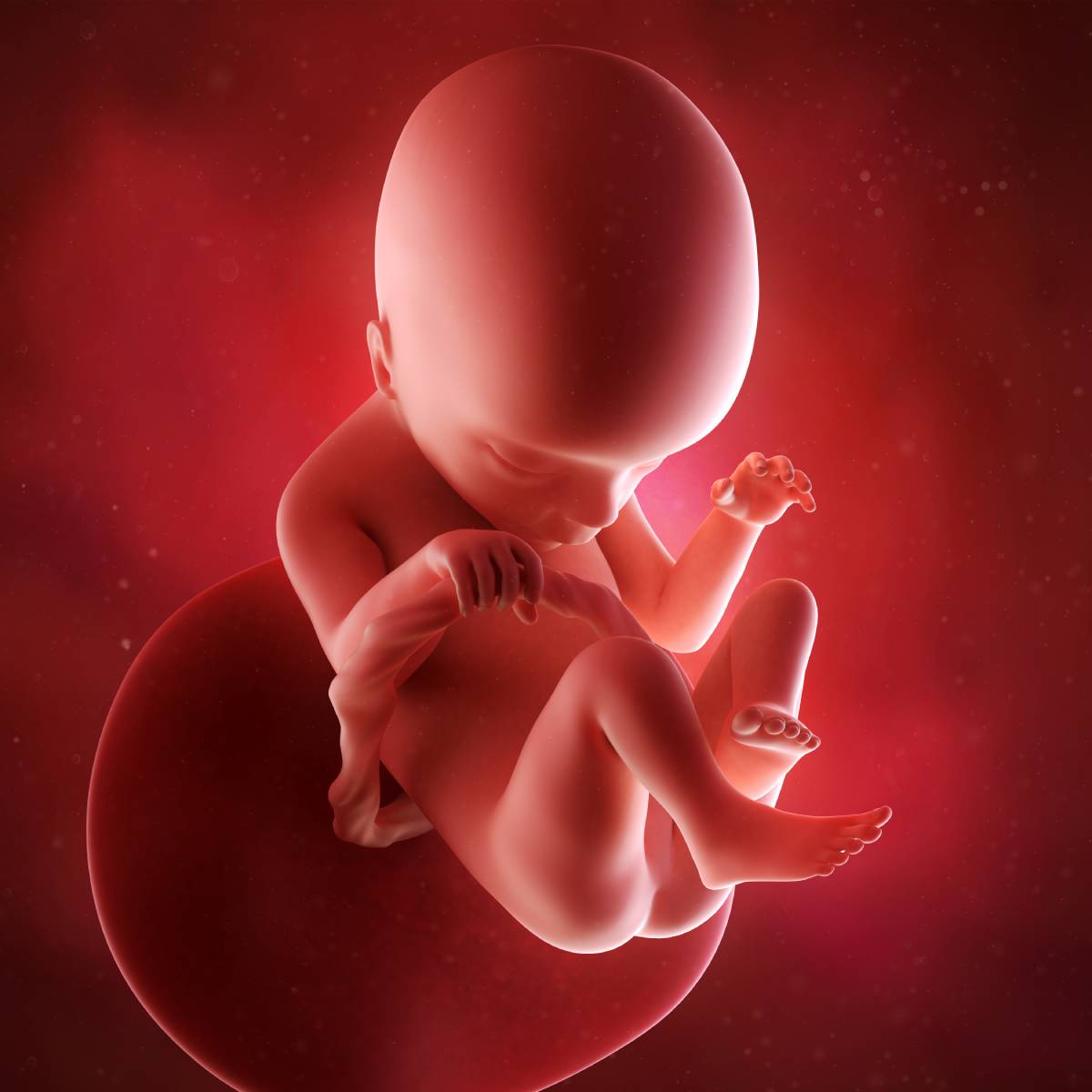 Schwangerschaftswoche 18 Fötus Embryo