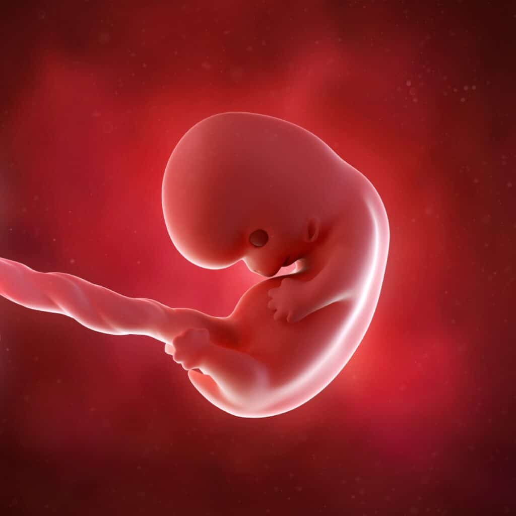 Schwangerschaftswoche 20 Fötus Embryo