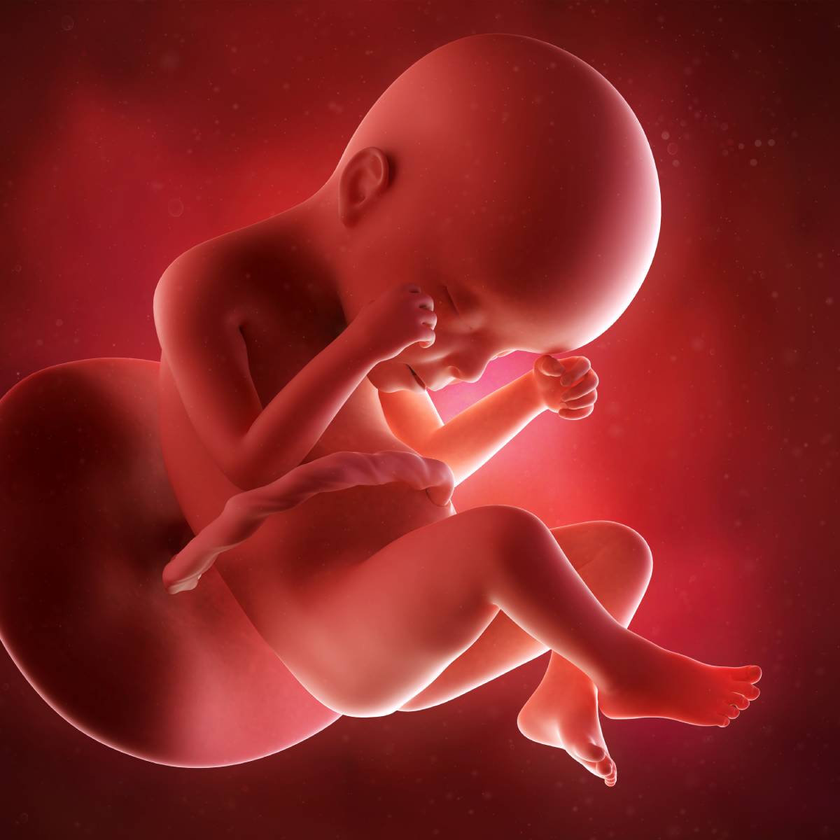 Schwangerschaftswoche 24 Fötus Embryo