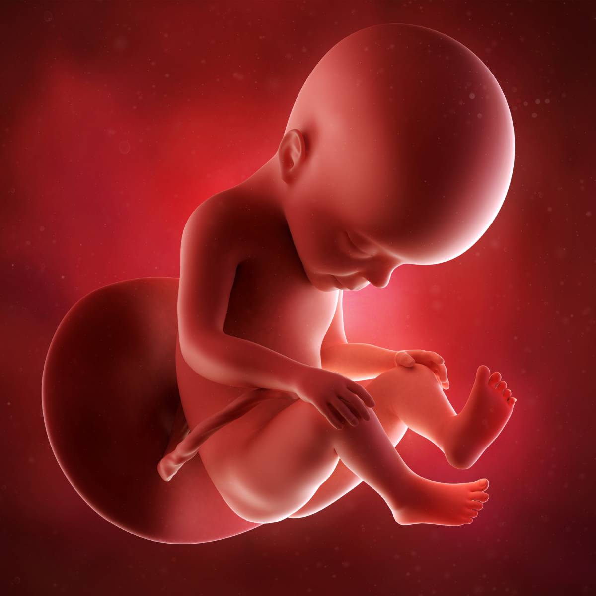 Schwangerschaftswoche 27 Fötus Embryo