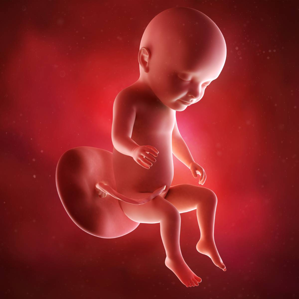 Schwangerschaftswoche 31 Fötus Embryo