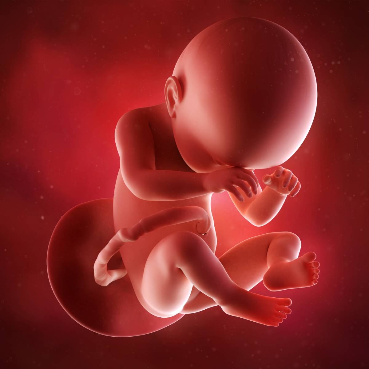 Schwangerschaftswoche 38 Fötus Embryo